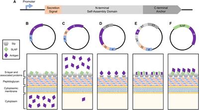 Engineering Components of the Lactobacillus S-Layer for Biotherapeutic Applications